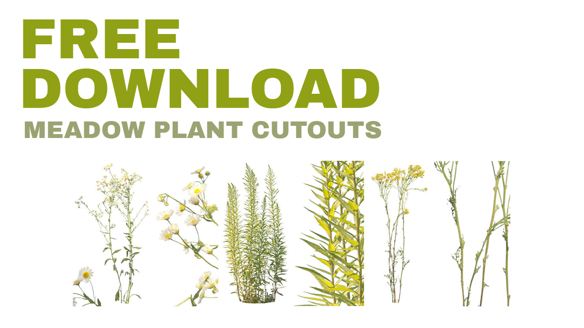 Freebies Graphics: 3 Meadow Plant Cutouts Free Download